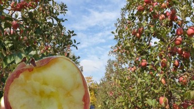 ✨ 놓치면 후회! 실속형애플프리미엄사과즙 솔직 후기 & 꿀팁 대방출 🍎